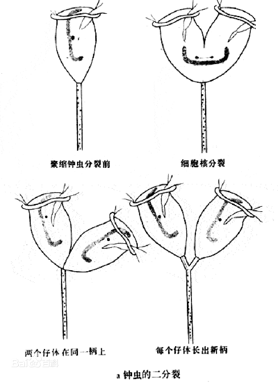 钟虫